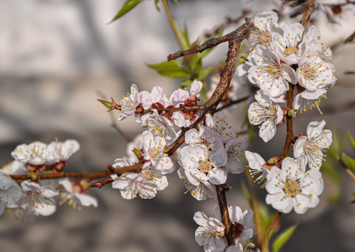 Цветущий апрель - Татьяна Машошина