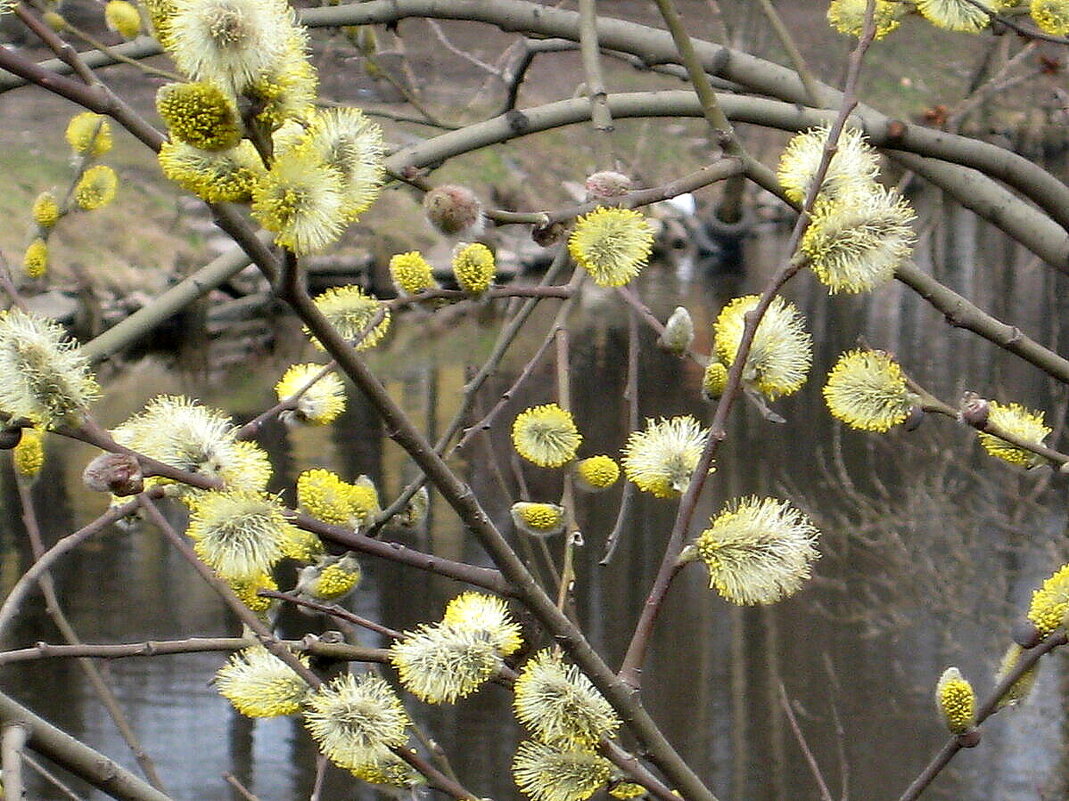 Вербное воскресенье - zavitok *