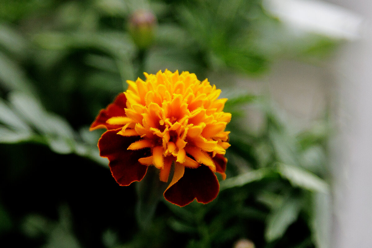 Утро на подоконнике - Aleksey Zaikin