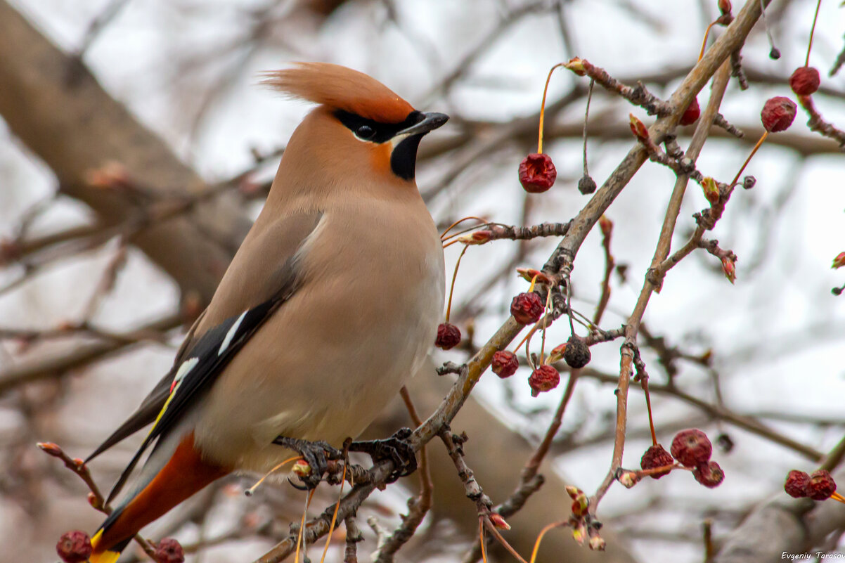 Птичка-свиристичка - Евгений Тарасов 