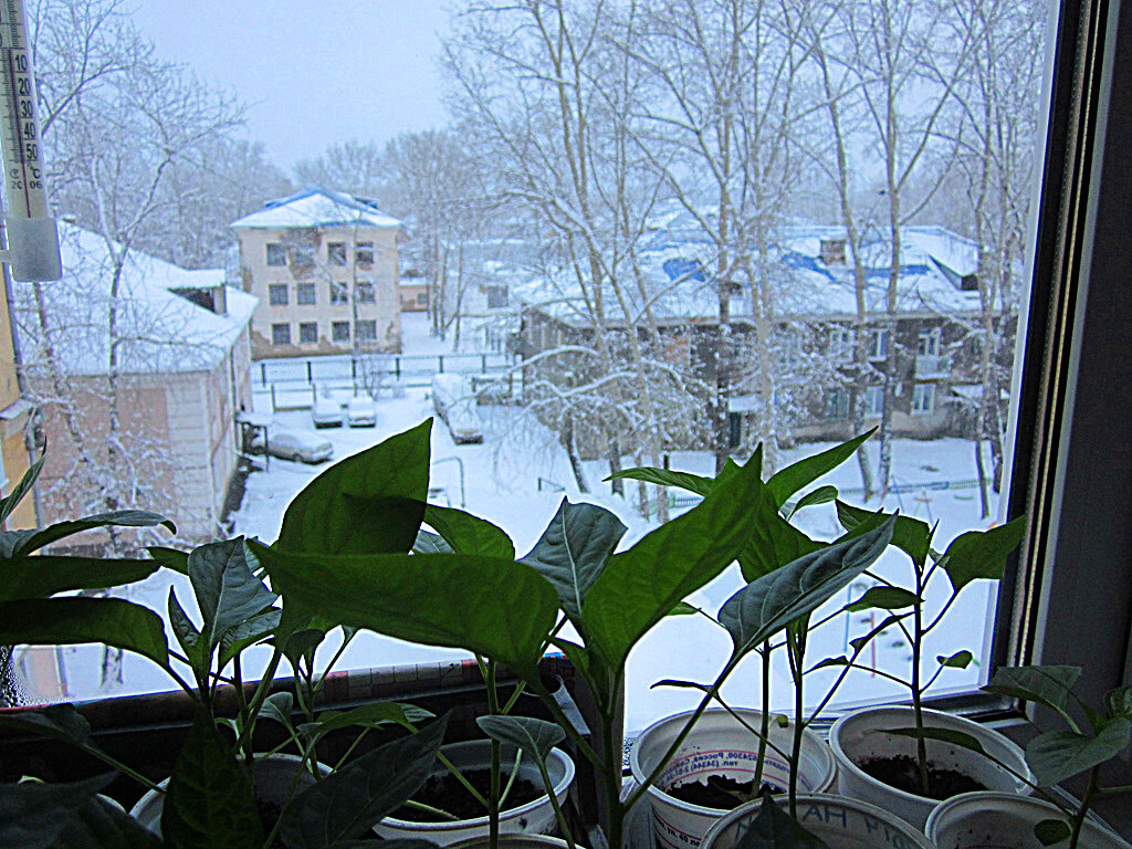 Рассада - Алевтина Рассада - Алевтина