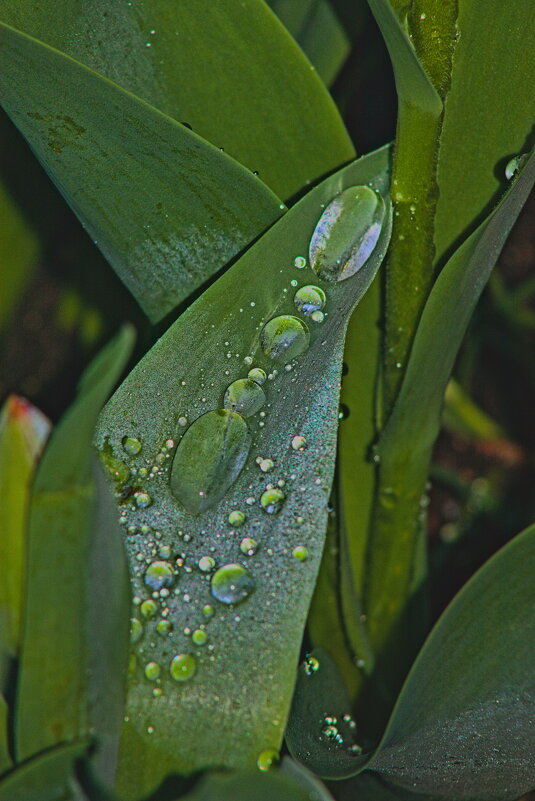 Капли воды - Giant Tao /