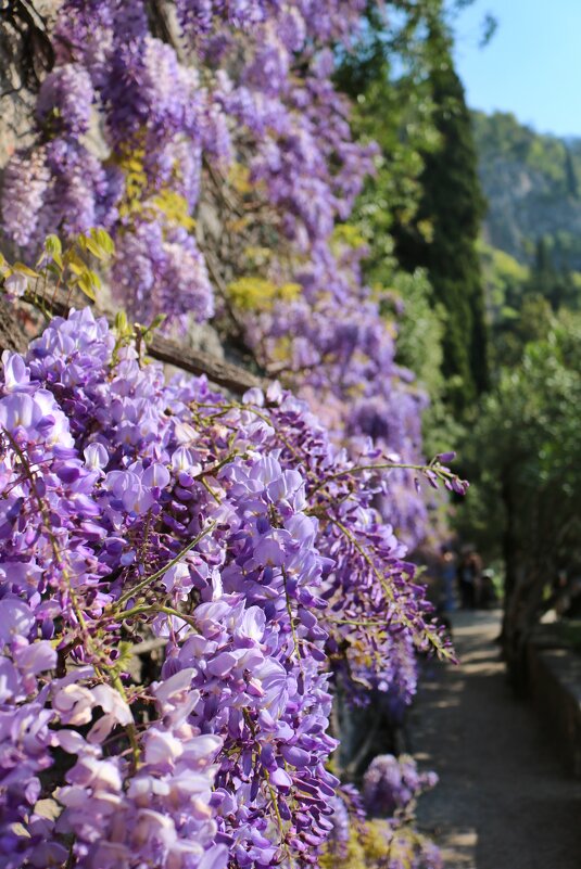 пора Глицинии - Светлана Баталий