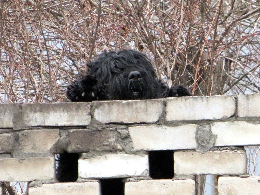 Дворецкий. - Егор Бабанов