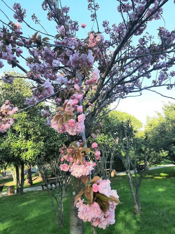 Зацвел черешневый лес - Tata Wolf Зацвел черешневый лес - Tata Wolf