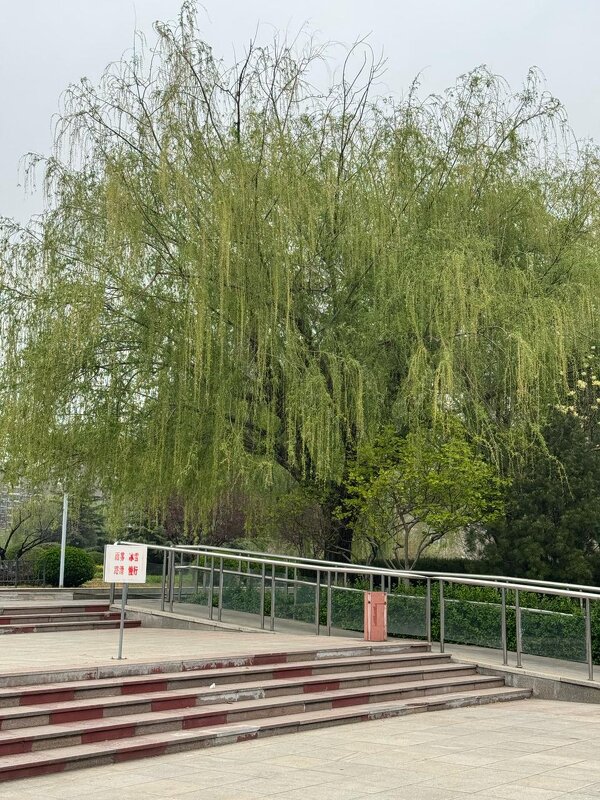 Весна в Китае - Ирэн 