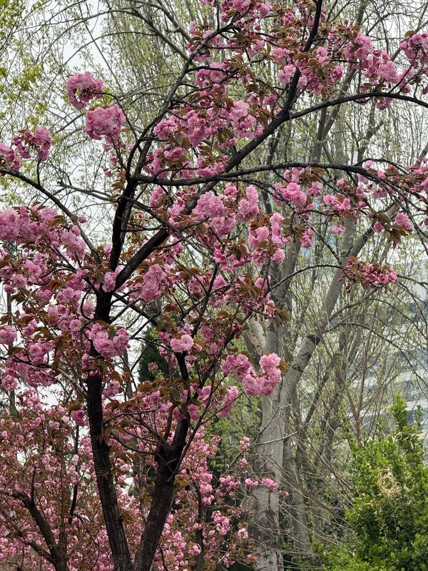 Весна в Китае - Ирэн 