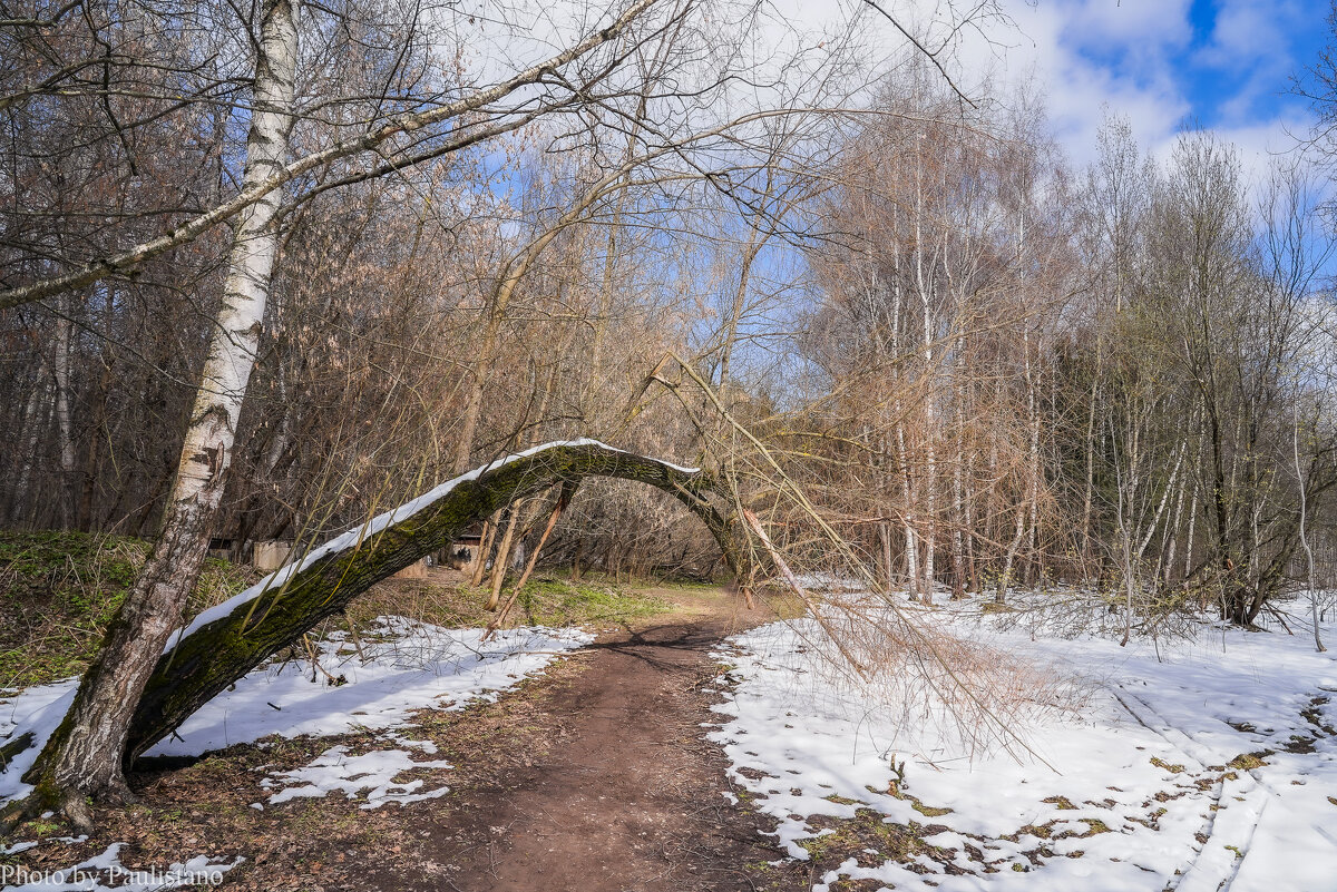 В апрельском лесу... - Владимир Жданов В апрельском лесу... - Владимир Жданов