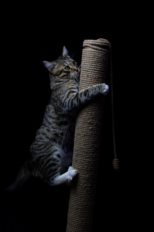 Воин - Олег Куб