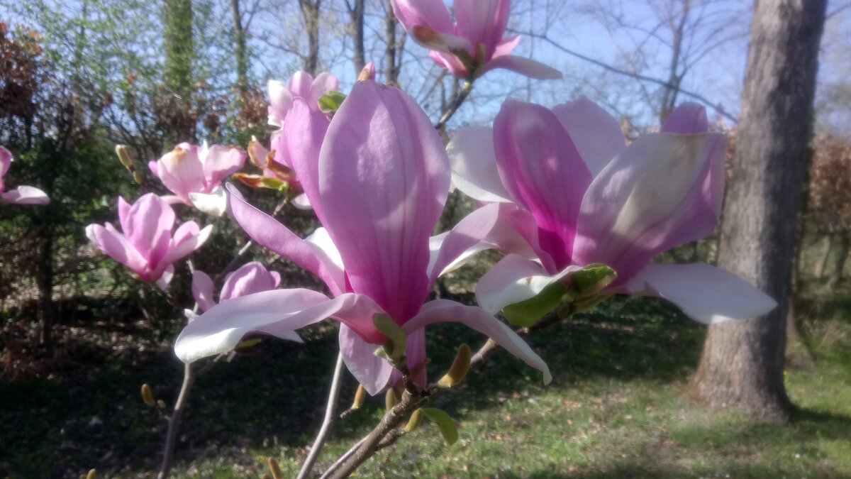 Весна... - Lilly 