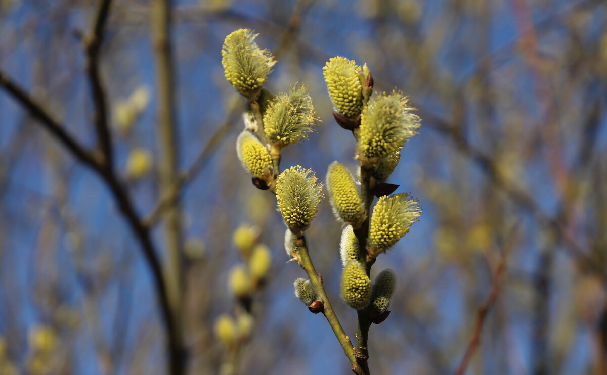 13 апреля - краснов юрий 