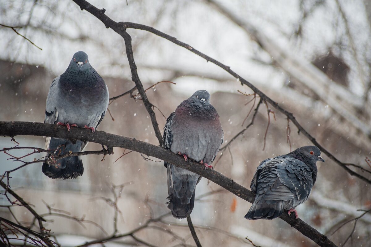 *** - Николай Чекалин