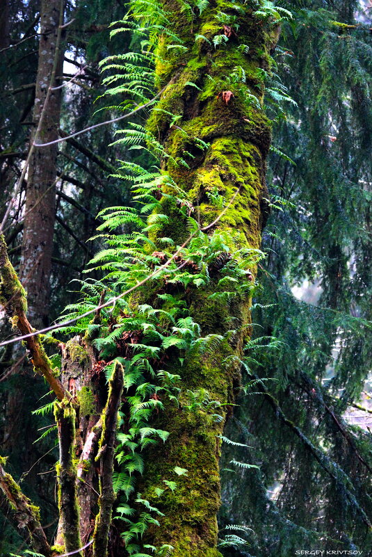 В чаще - Sergey Krivtsov В чаще - Sergey Krivtsov