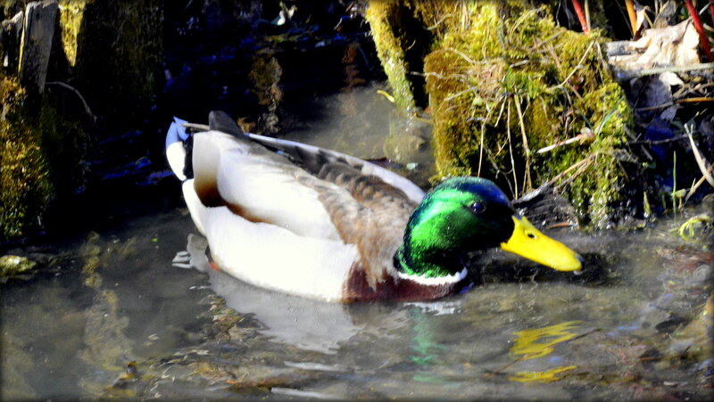 Селезень кряквы - Сергей 