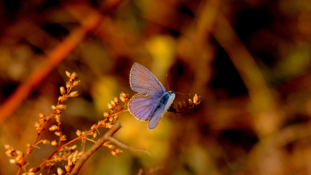 опять про бабочек 7 - Александр Прокудин опять про бабочек 7 - Александр Прокудин