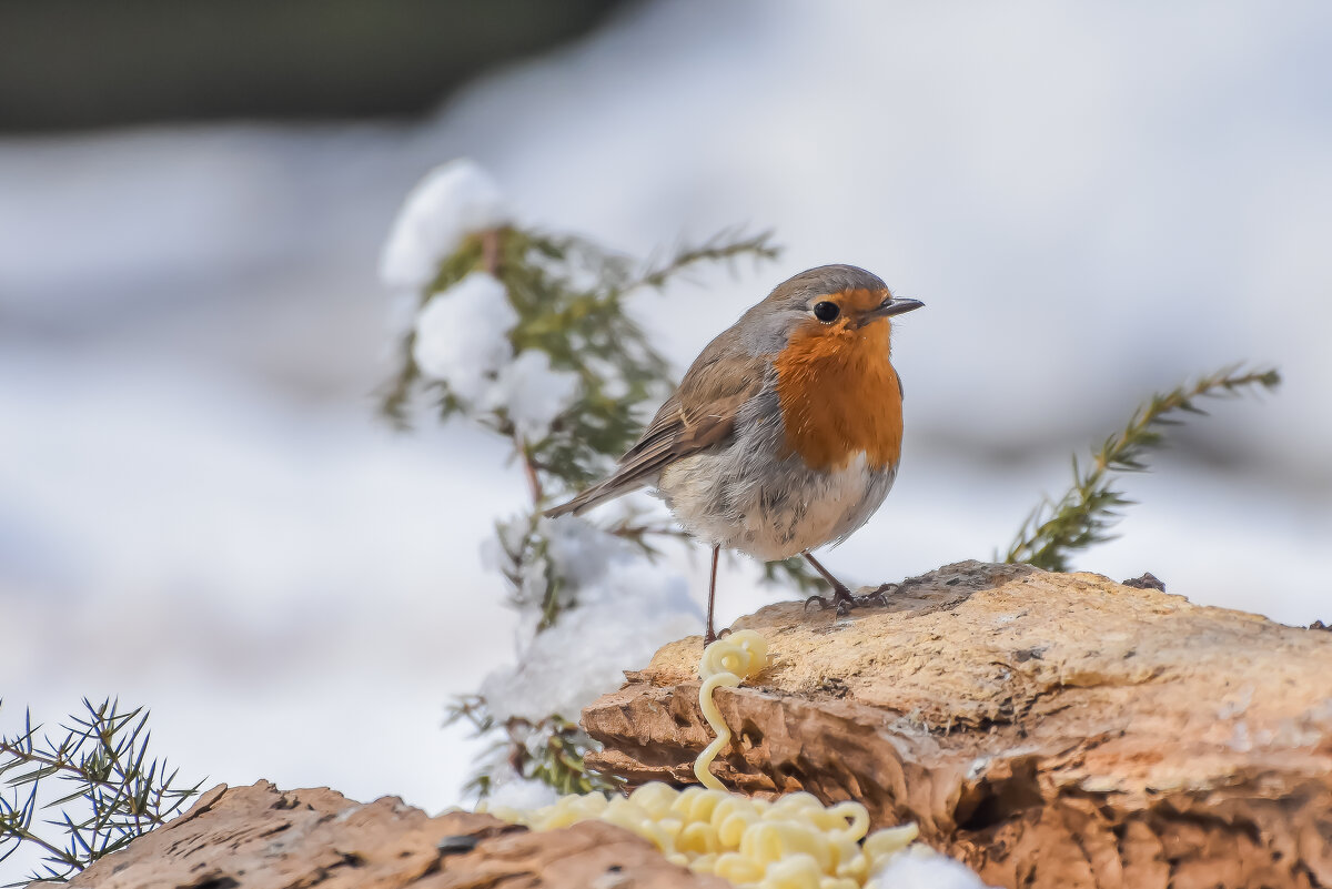 Зарянка. - Sergey (Apg)