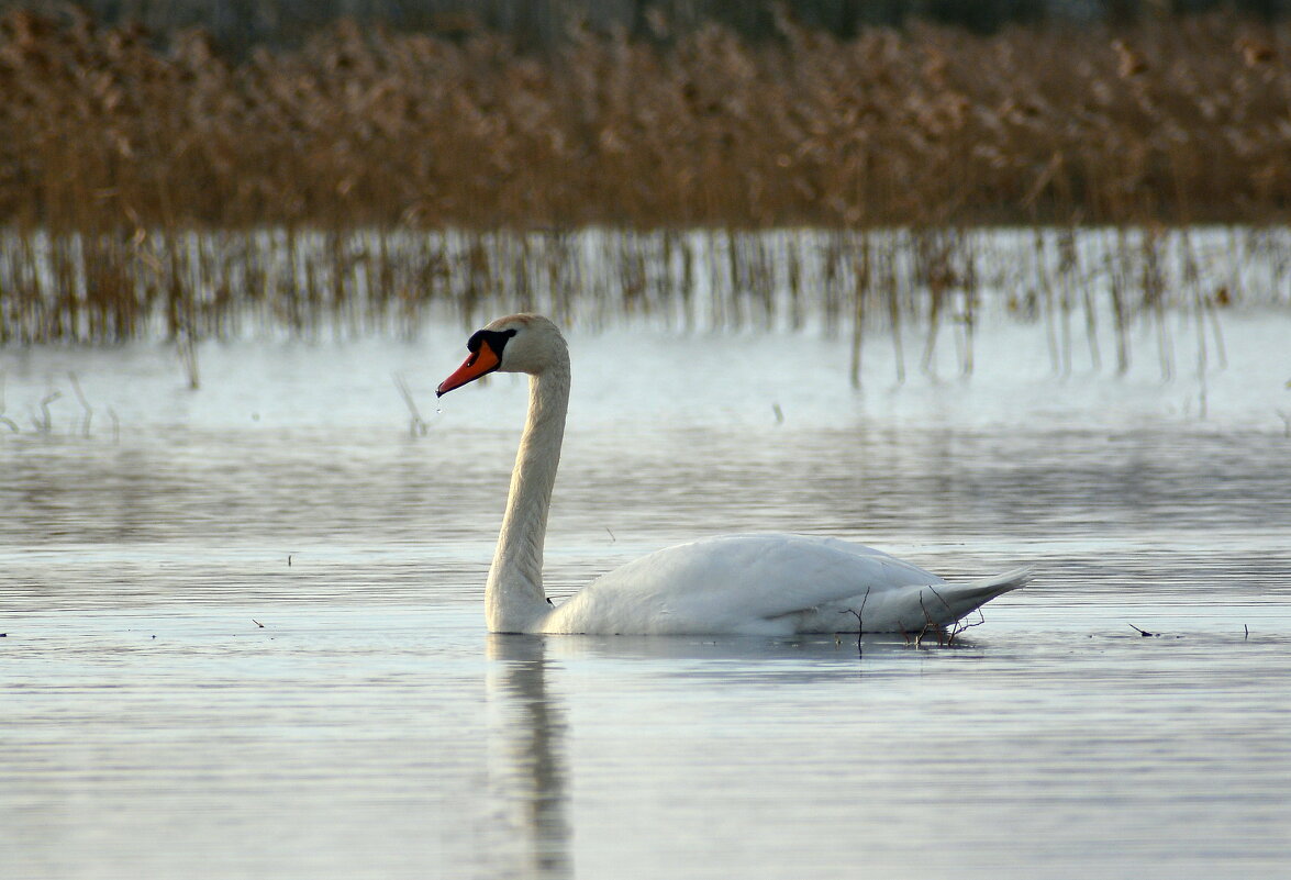 Шипун - Владислав Иопек
