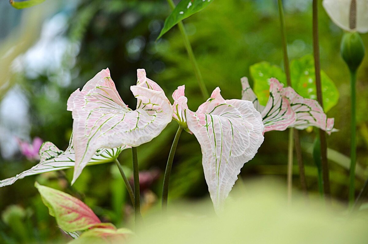 В Аптекарском огороде - Татьяна Тюменка