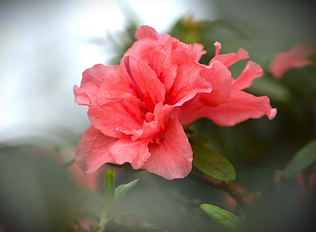 В Аптекарском огороде - Татьяна Тюменка