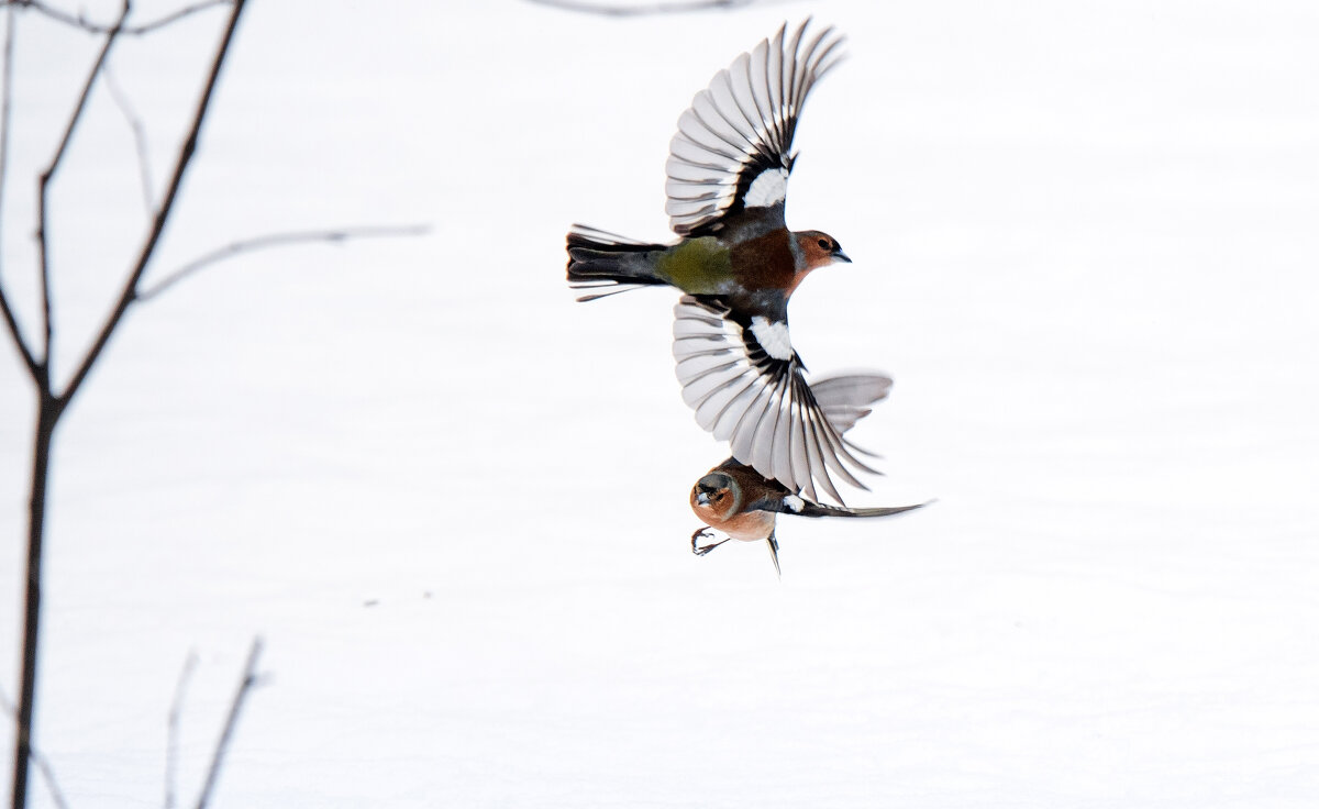 Соперники. - Владимир Безбородов