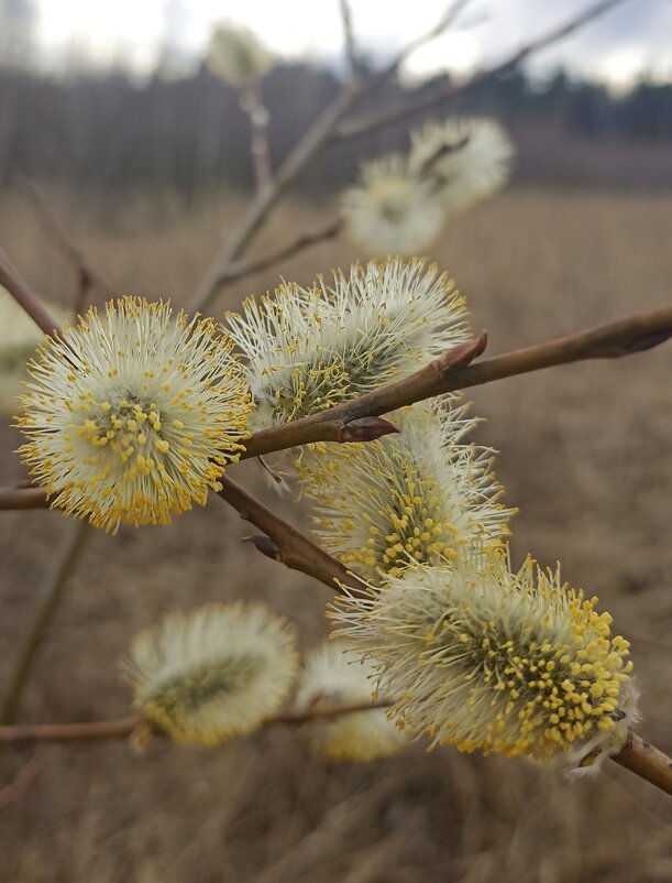 Пушистики - Pippa 