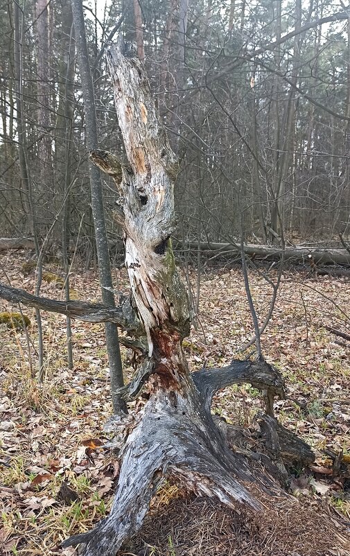 Леший - Pippa Леший - Pippa