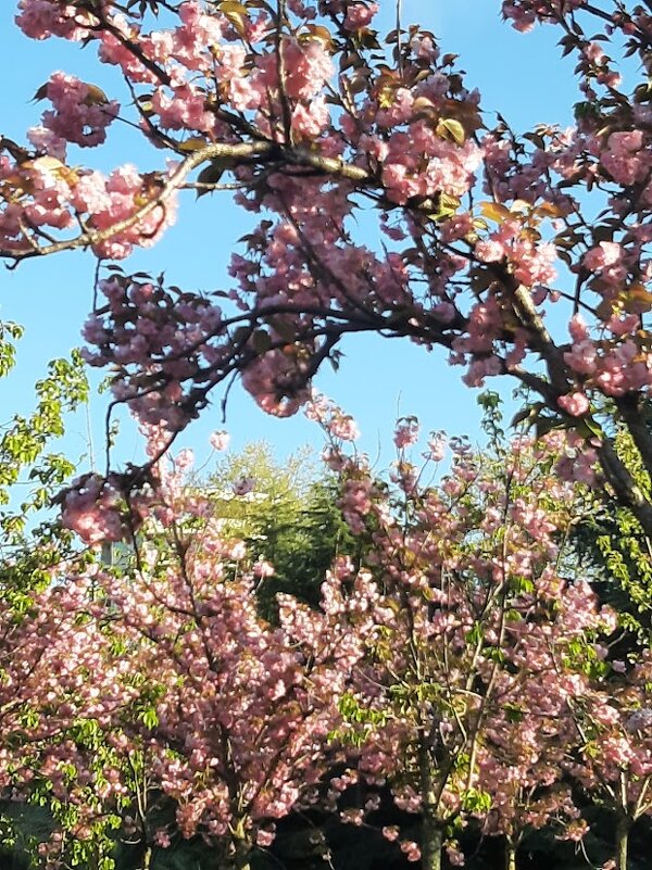 ЧЕРЕШНЕВЫЙ САД. АПРЕЛЬ 2025 - Tata Wolf