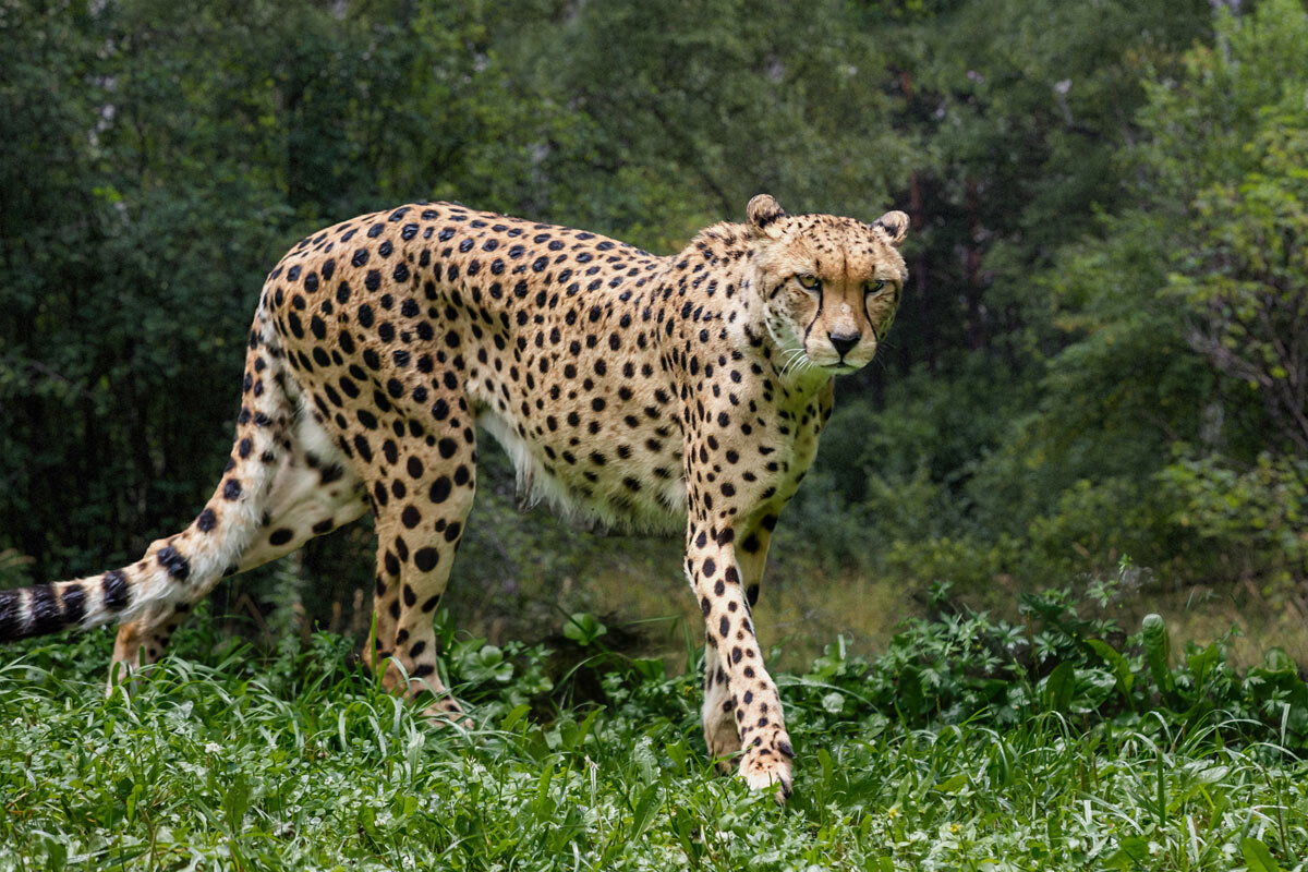 Гепард - SanSan 