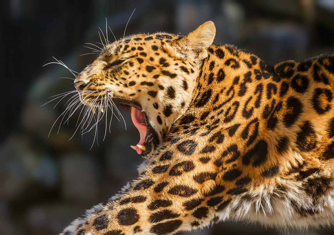 Леопард - SanSan 