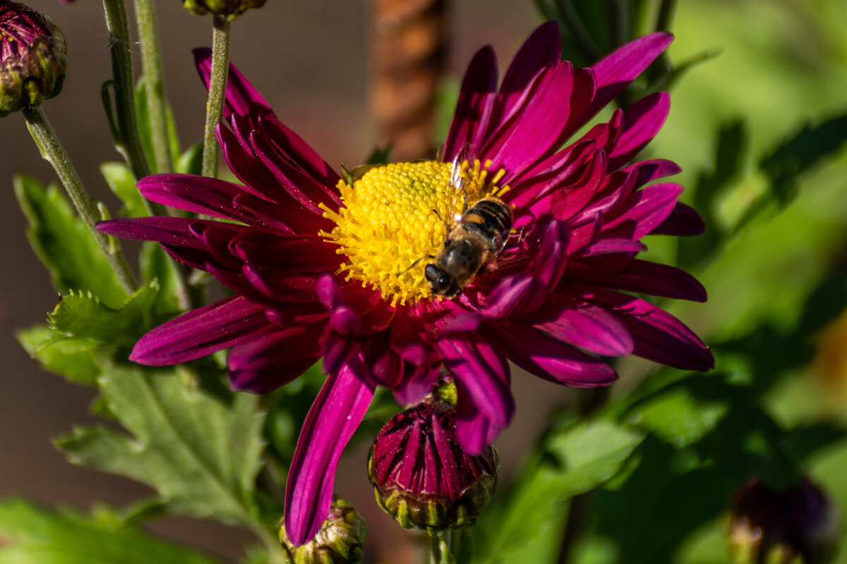 Хризантема - Игорь Сикорский