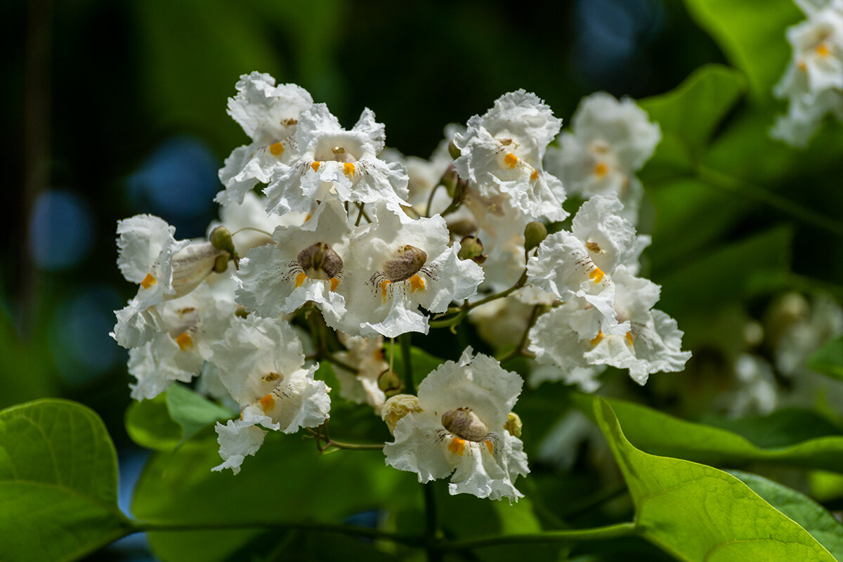 Катальпа - Игорь Сикорский
