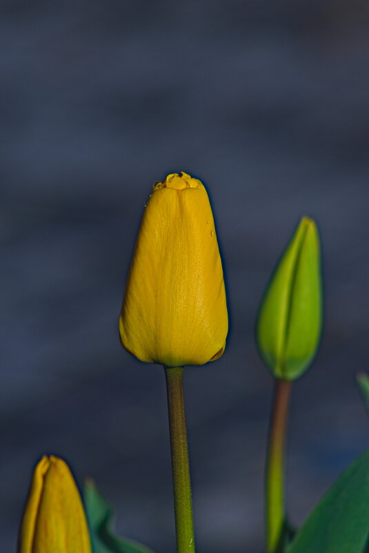 Желтый тюльпан - Giant Tao /