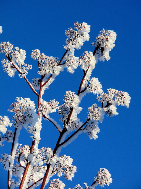 Зимняя рябина. - nadyasilyuk Вознюк Зимняя рябина. - nadyasilyuk Вознюк