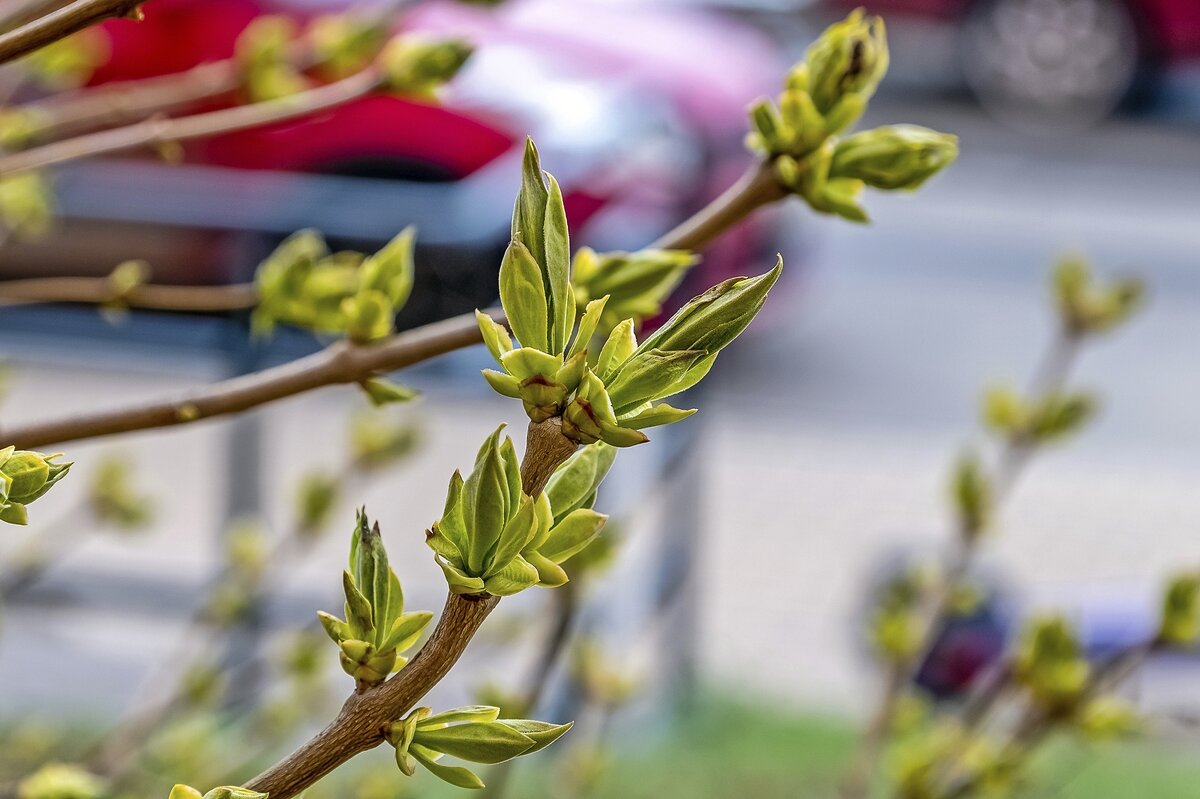 Сирень апрельская - Валерий Иванович
