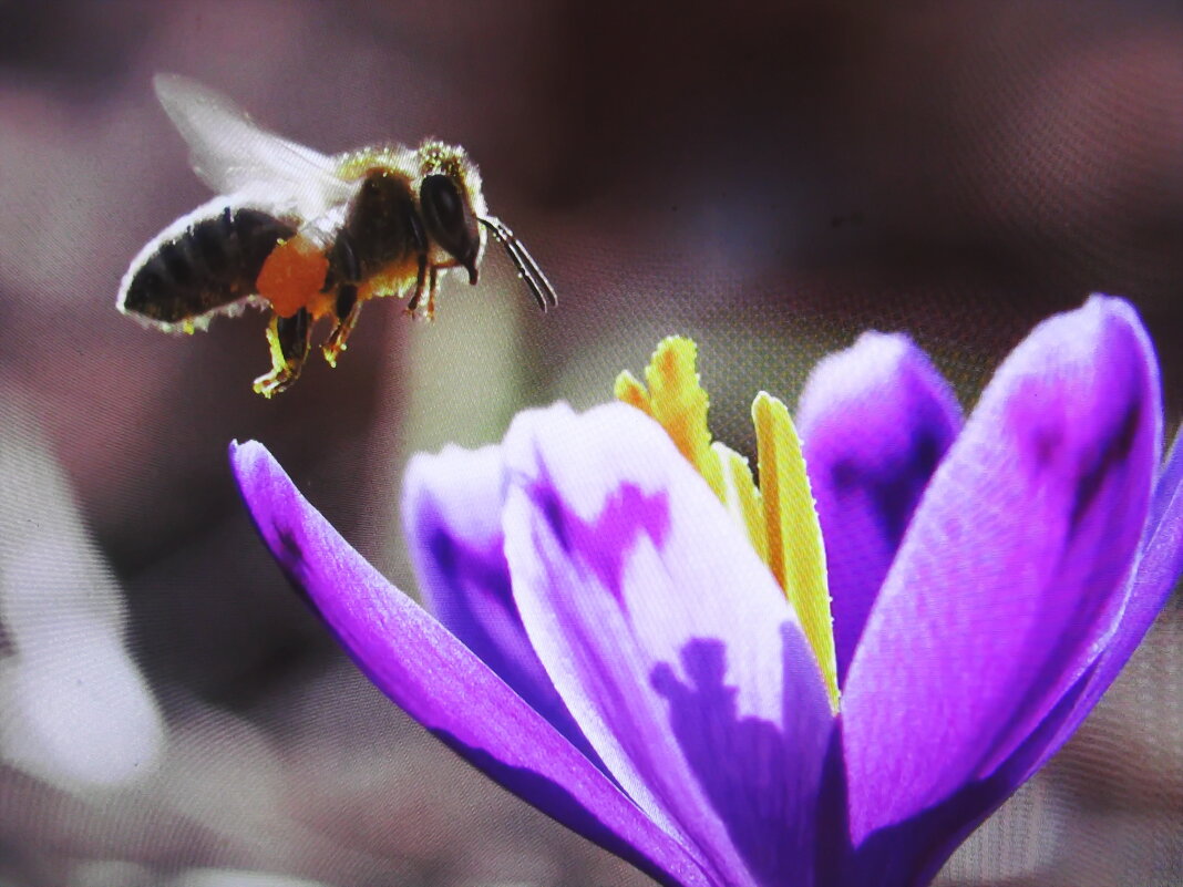 В полёте - Людмила Смородинская В полёте - Людмила Смородинская