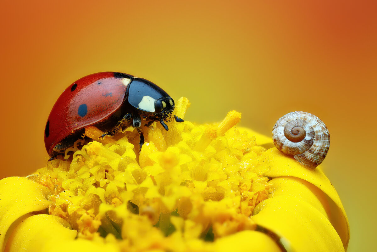 *** - Евгений Фруман