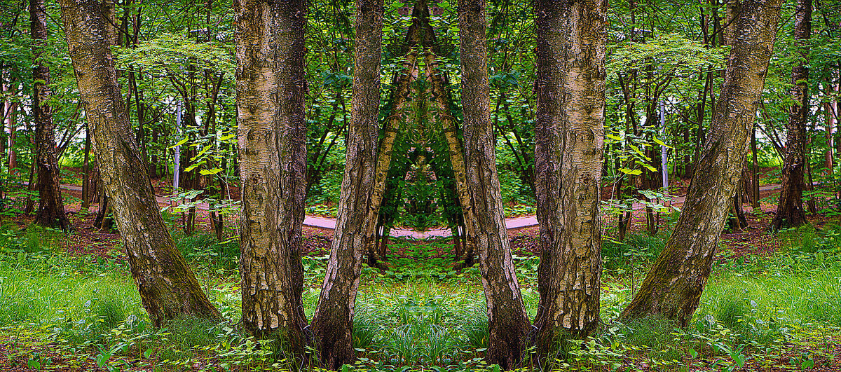 В лесопарке - Владимир Кроливец В лесопарке - Владимир Кроливец