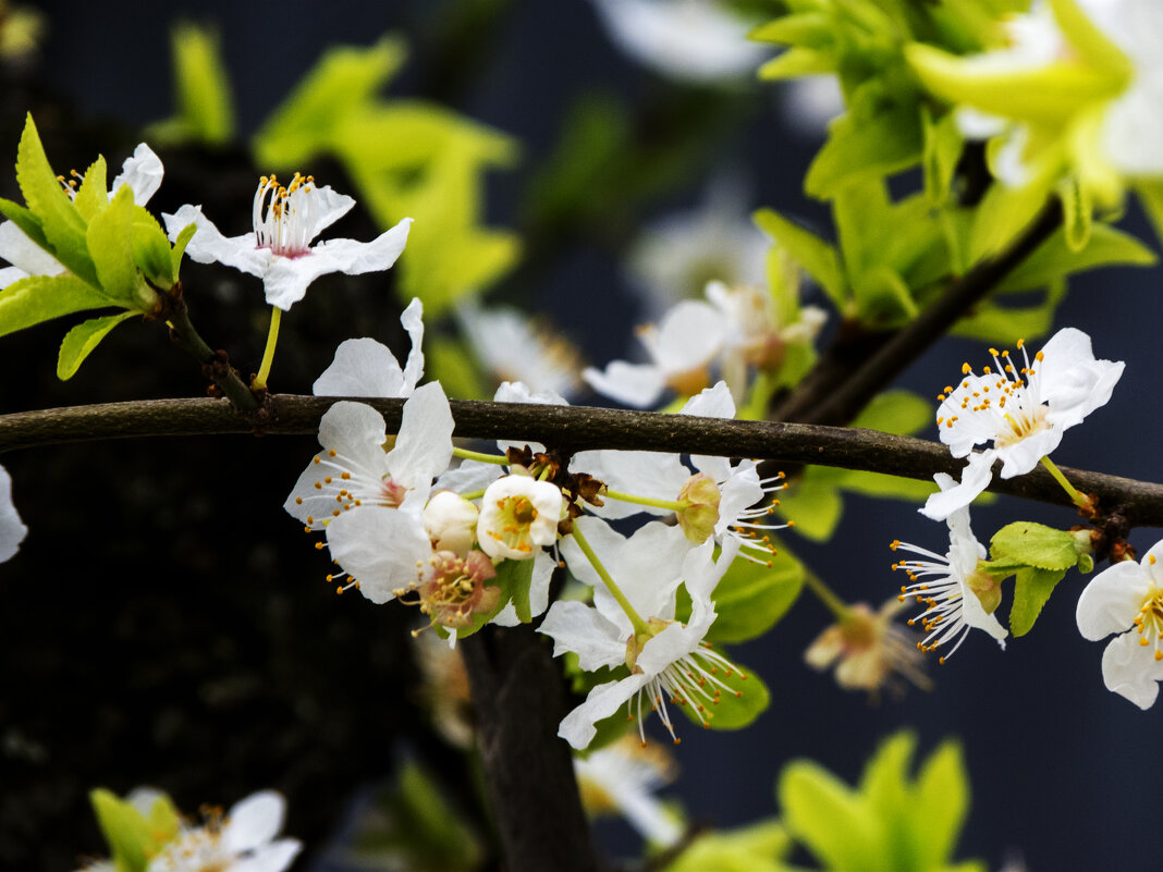 Весенние  цветы - Валентин Семчишин