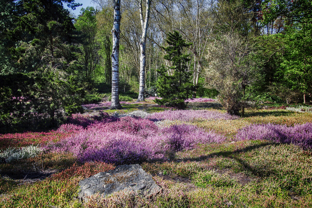 Там где цветет вереск - Андроник Александр Там где цветет вереск - Андроник Александр