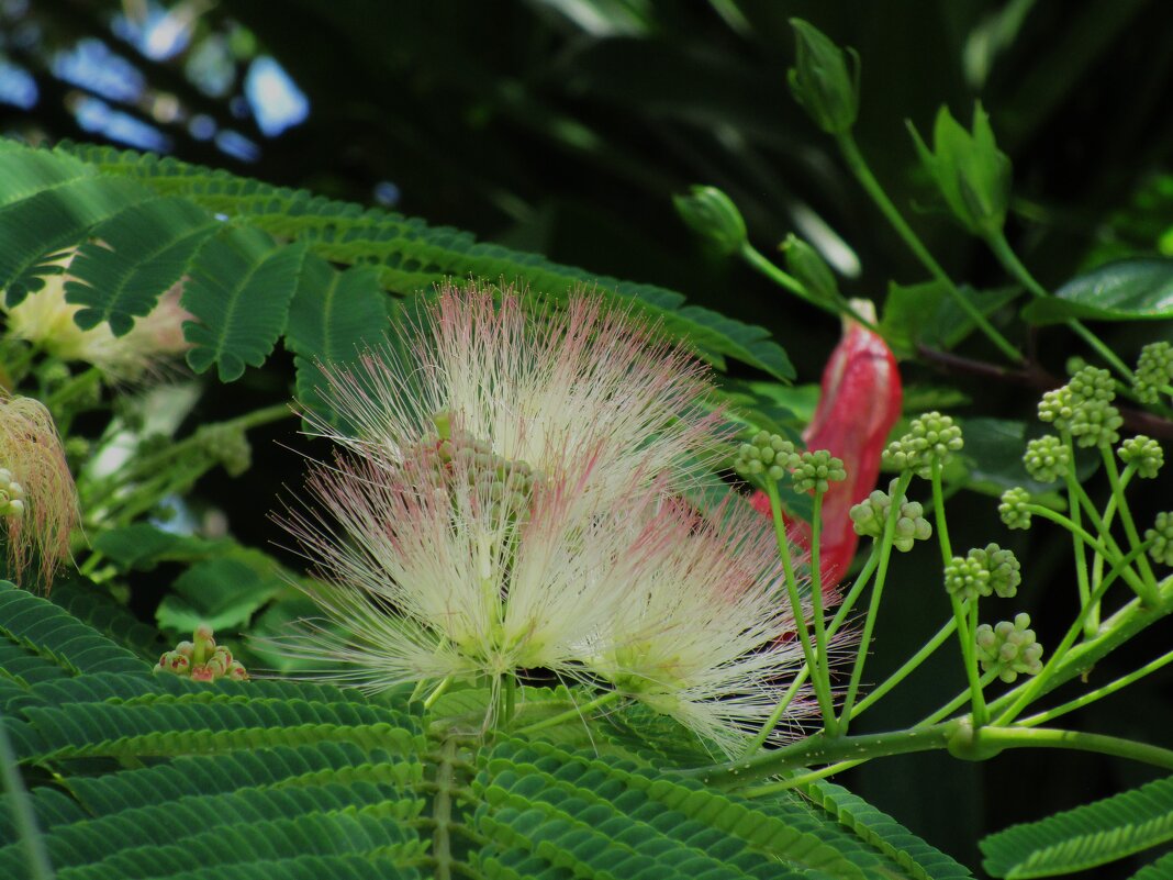 Мармарис  июнь  Турция - Елена Шаламова