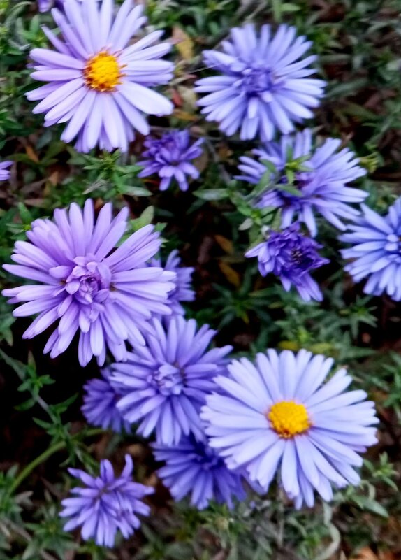 **** - Елена Семигина