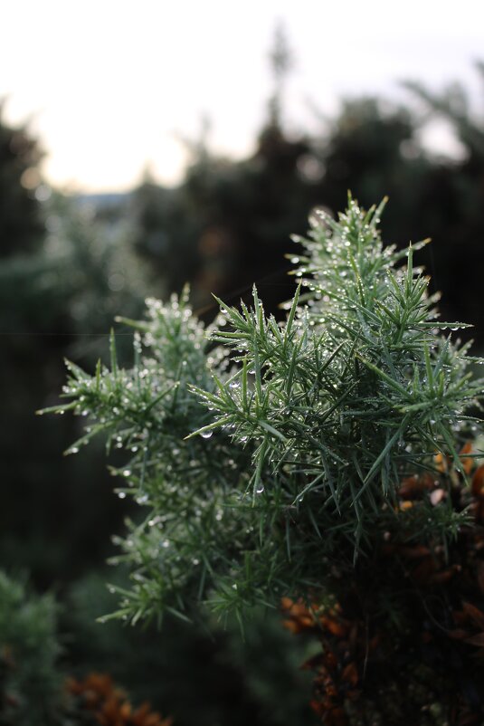 Символ Шотландии - Ольга 