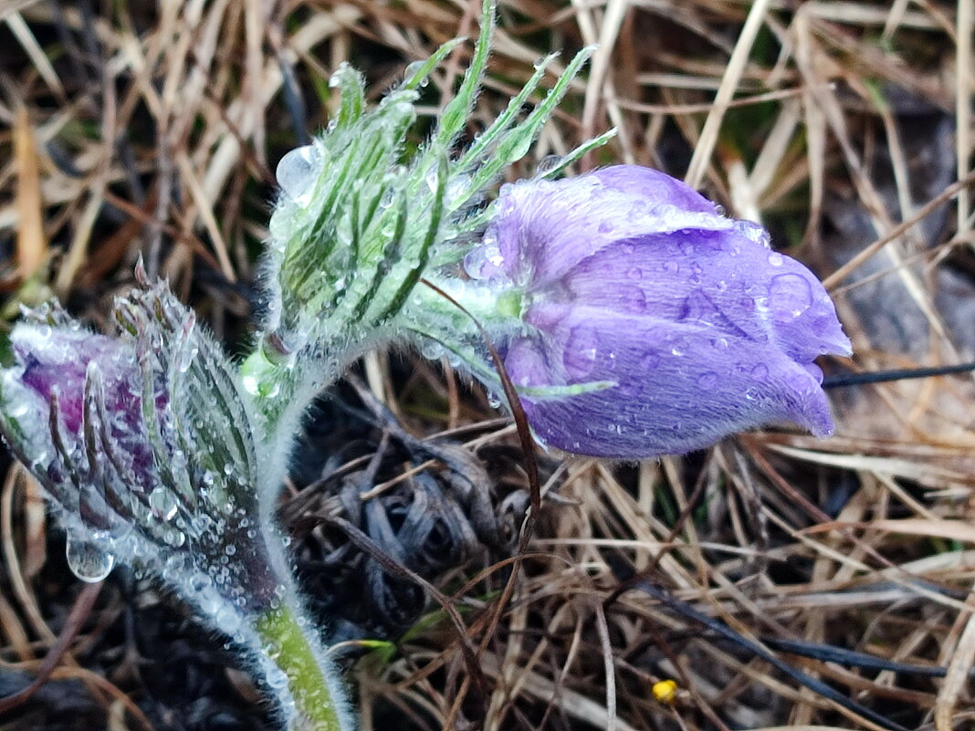 Сон- трава под дождём - Валентина Богатко Сон- трава под дождём - Валентина Богатко