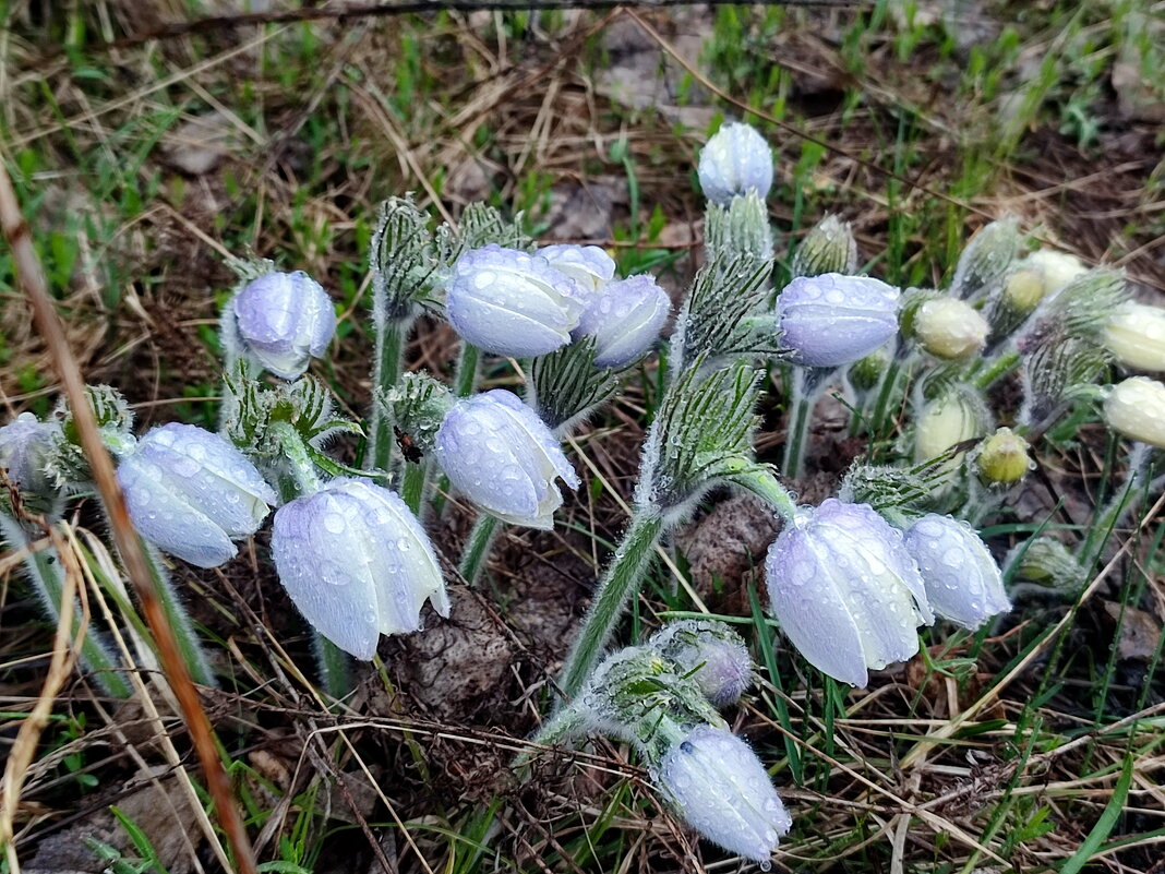 Сон - трава - Валентина Богатко 