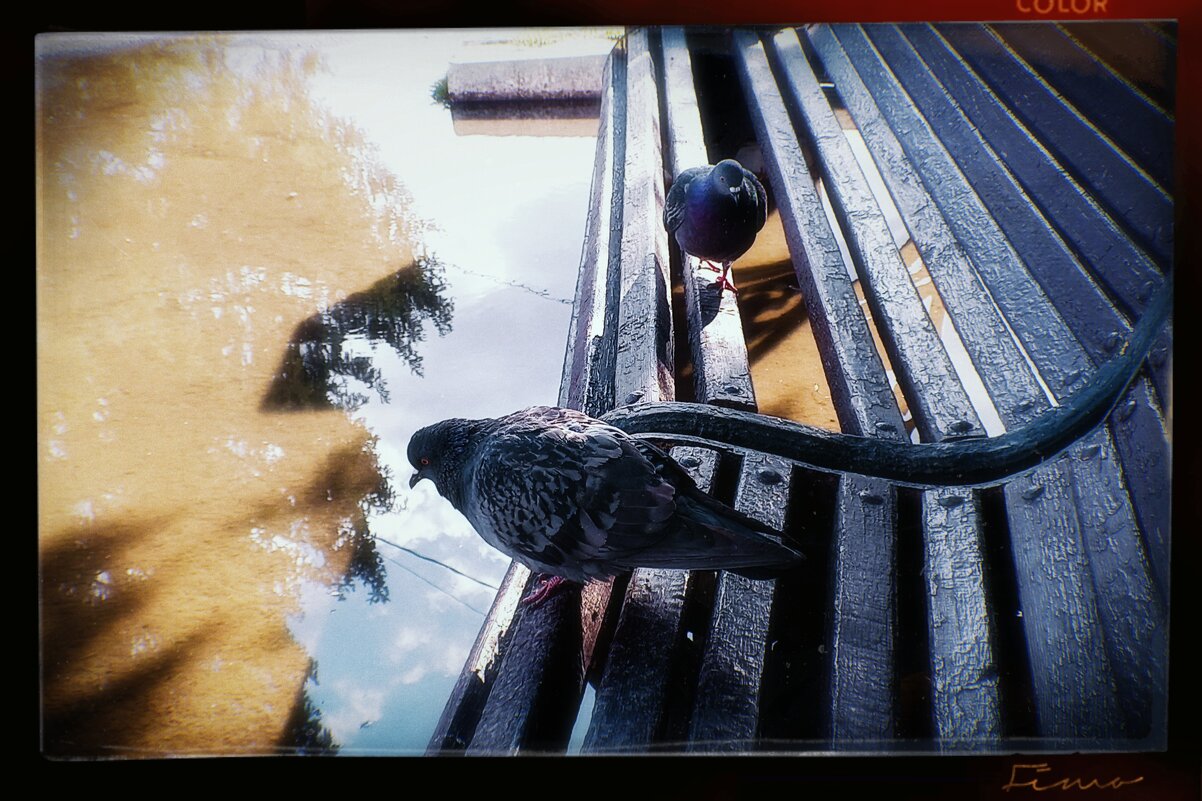 Добровольные голуби. - Игорь Солдаткин