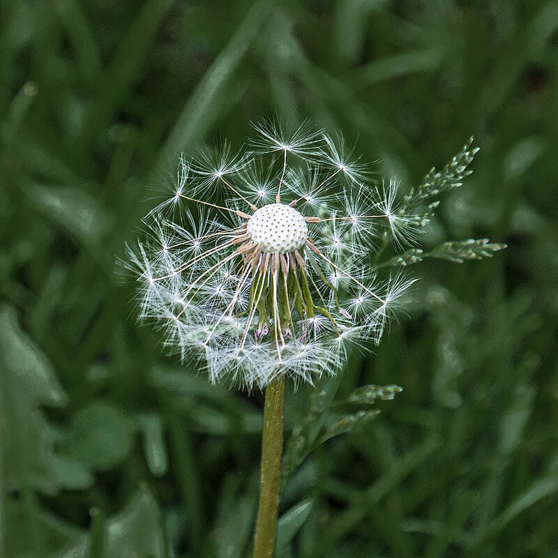 Одуван. - Александр 