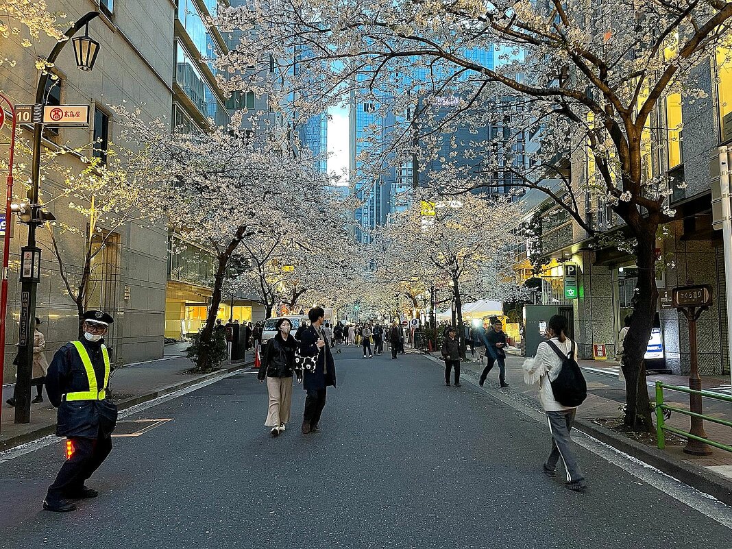В Токио пришло время цветения сакуры - Елена В Токио пришло время цветения сакуры - Елена