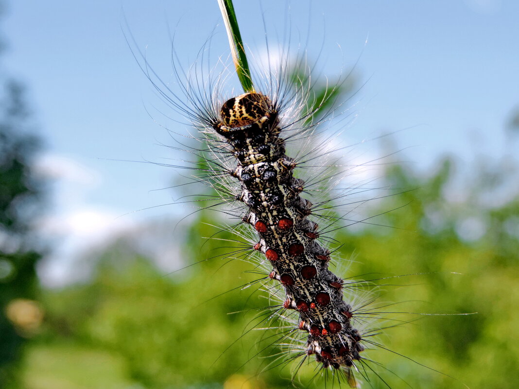 Гусеница. - Татьяна Нефедьева. Гусеница. - Татьяна Нефедьева.
