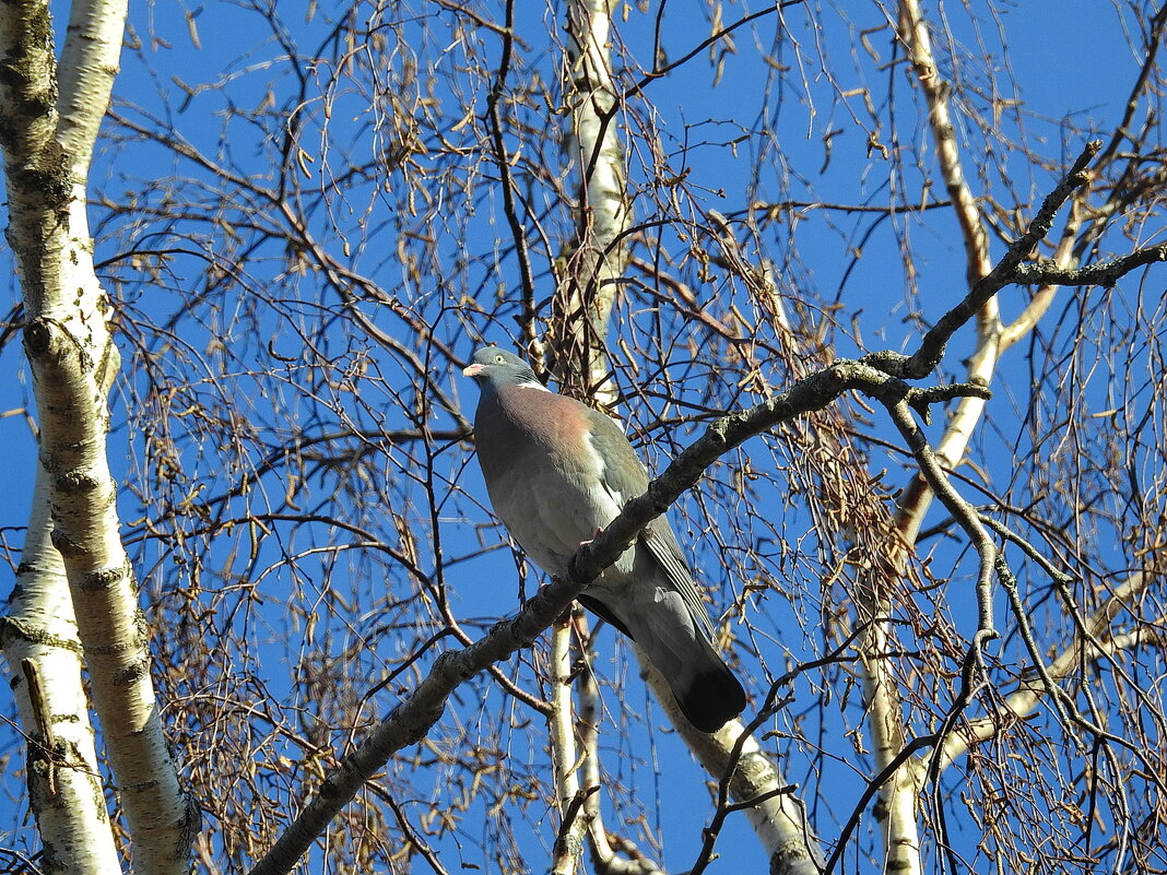 вксна - ИННА ПОРОХОВА