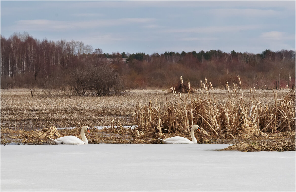Весенний этюд - Валентин Котляров Весенний этюд - Валентин Котляров
